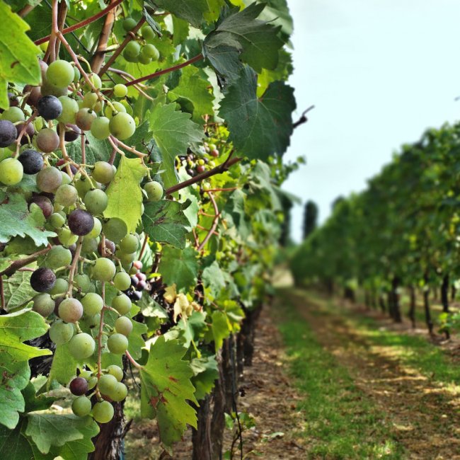 Casa Paladin wine tour - Annone Veneto